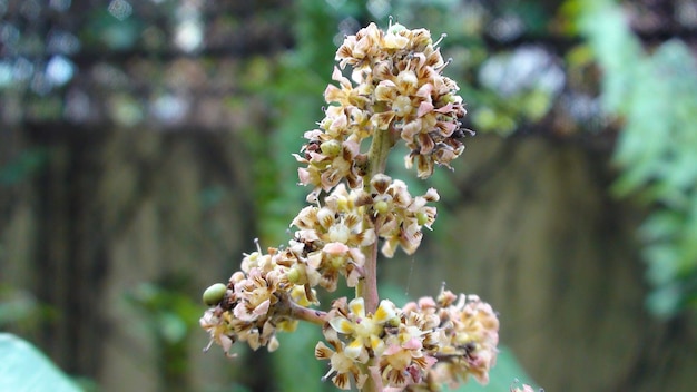 Foto close-up van een bloeiende plant in een park