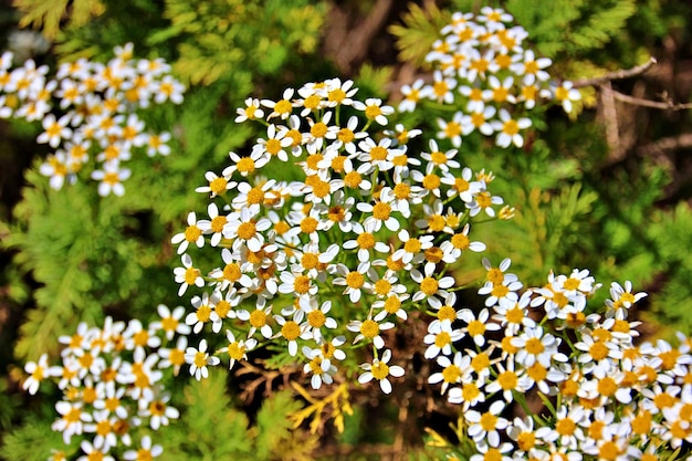 Foto close-up van een bloeiende plant in een park