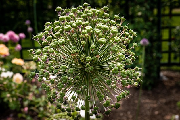 Foto close-up van een bloeiende plant in een park