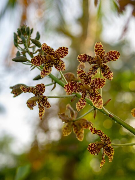 Foto close-up van een bloeiende plant op een tak