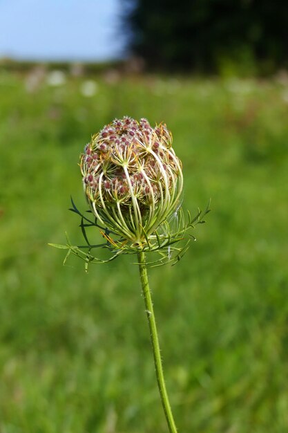 Foto close-up van een bloeiende plant op het land