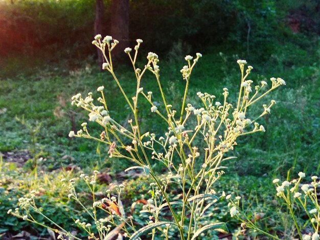 Foto close-up van een bloeiende plant op het veld