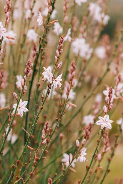 Close-up van een bloeiende plant op het veld