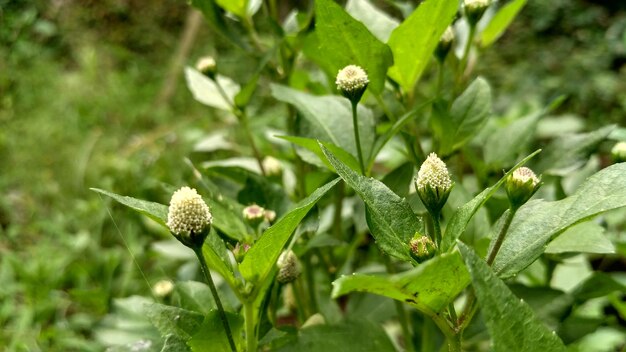 Close-up van een bloeiende plant op het veld