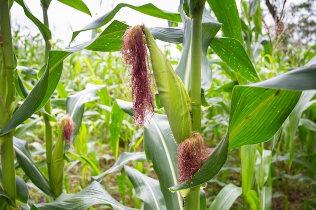 Close-up van een bloeiende plant op het veld