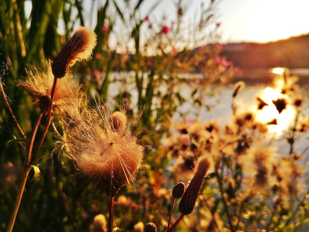 Foto close-up van een bloeiende plant tegen de hemel bij zonsondergang