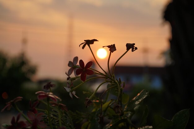 Foto close-up van een bloeiende plant tegen de hemel bij zonsondergang