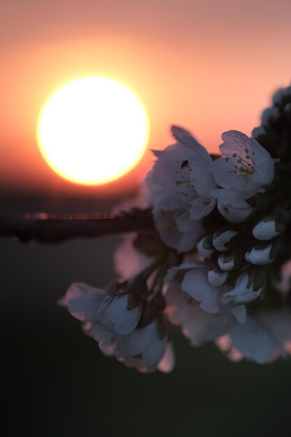 Foto close-up van een bloeiende plant tegen de hemel tijdens de zonsondergang