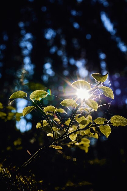 Foto close-up van een bloeiende plant tegen de lucht