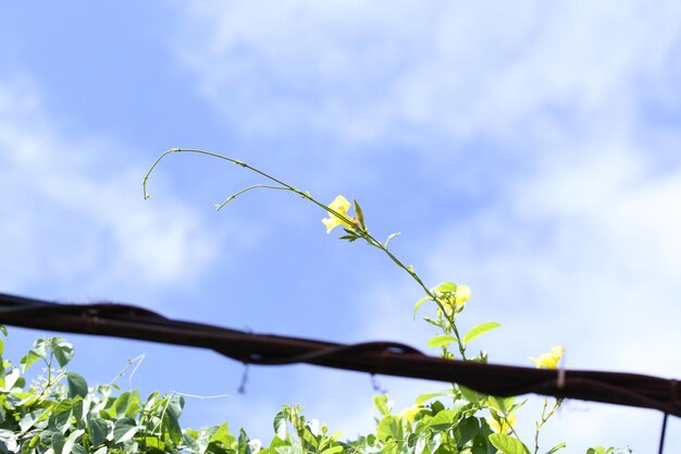 Foto close-up van een bloeiende plant tegen de lucht