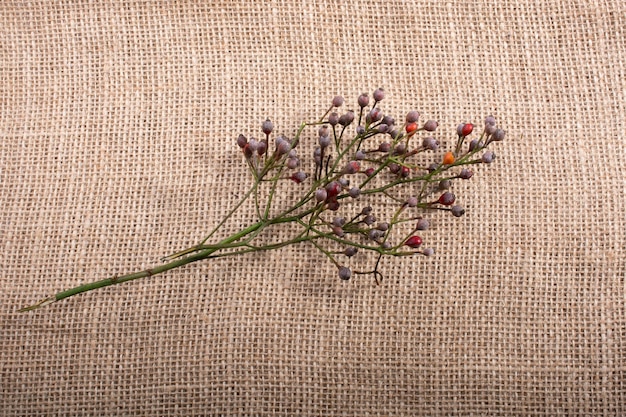 Foto close-up van een bloeiende plant tegen de muur