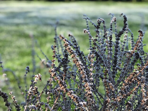 Foto close-up van een bloeiende plant