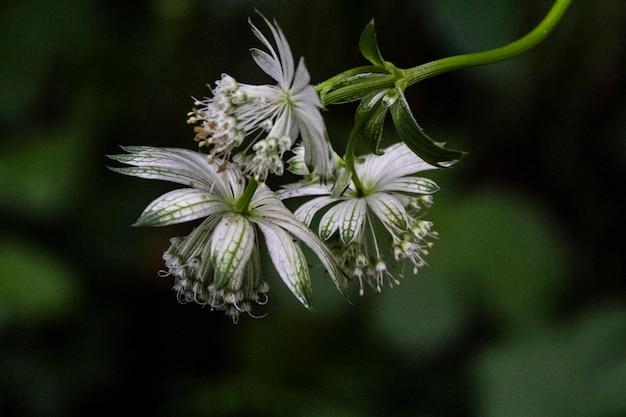 Foto close-up van een bloeiende plant