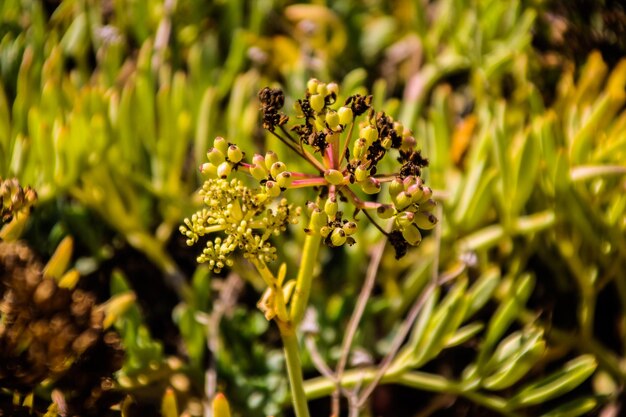 Close-up van een bloeiende plant