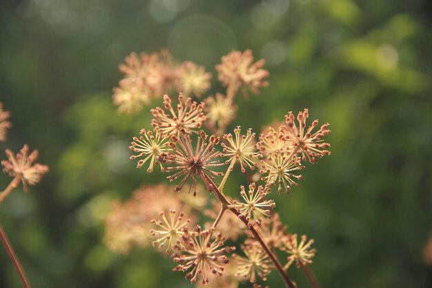 Foto close-up van een bloeiende plant