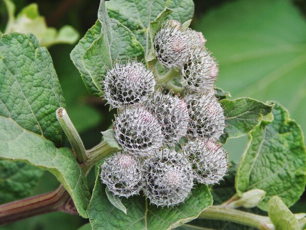 Foto close-up van een bloeiende plant