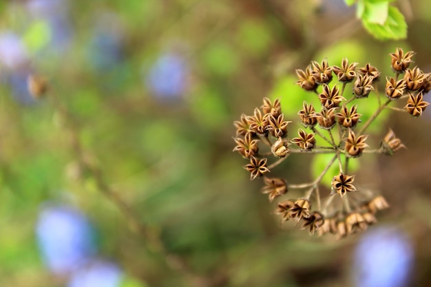 Foto close-up van een bloeiende plant.