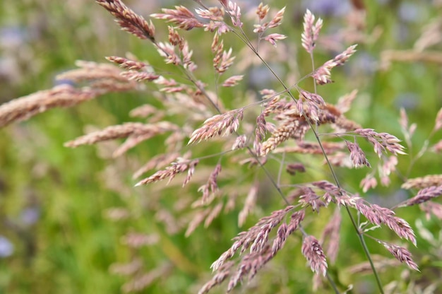 Foto close-up van een bloeiende plant