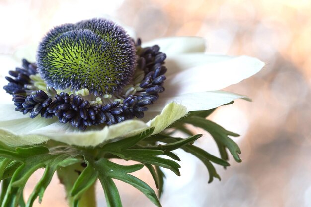 Foto close-up van een bloeiende plant