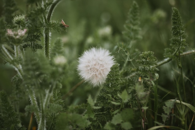 Close-up van een bloeiende plant