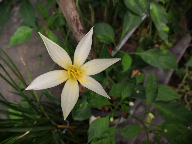 Foto close-up van een bloeiende plant