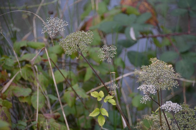 Close-up van een bloeiende plant