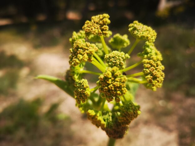 Foto close-up van een bloeiende plant