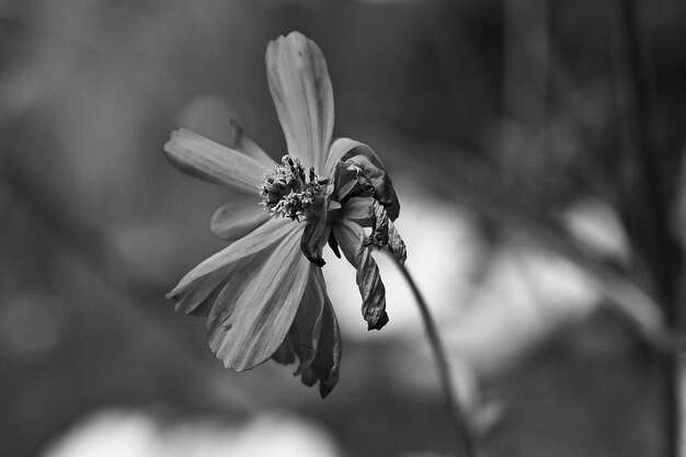 Close-up van een bloeiende plant