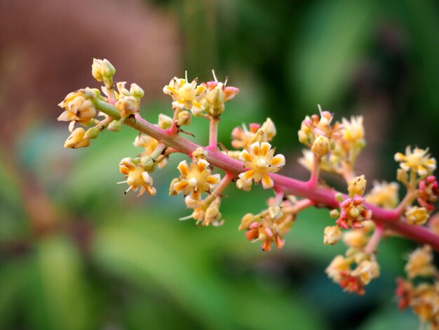 Foto close-up van een bloeiende plant