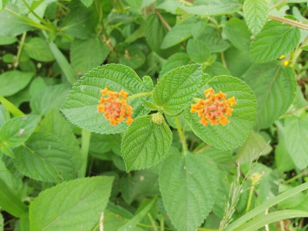 Close-up van een bloeiende plant