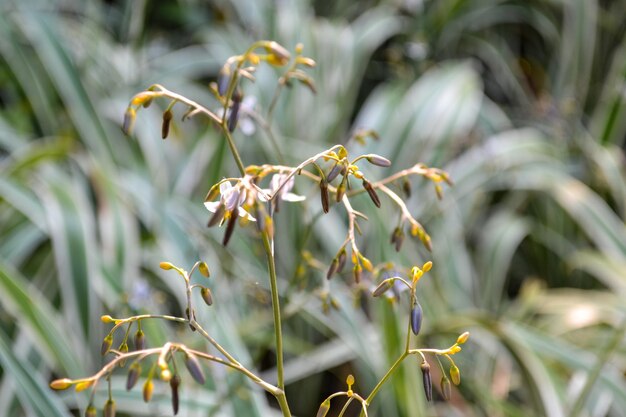 Close-up van een bloeiende plant