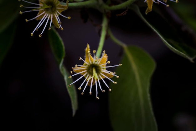 Foto close-up van een bloeiende plant