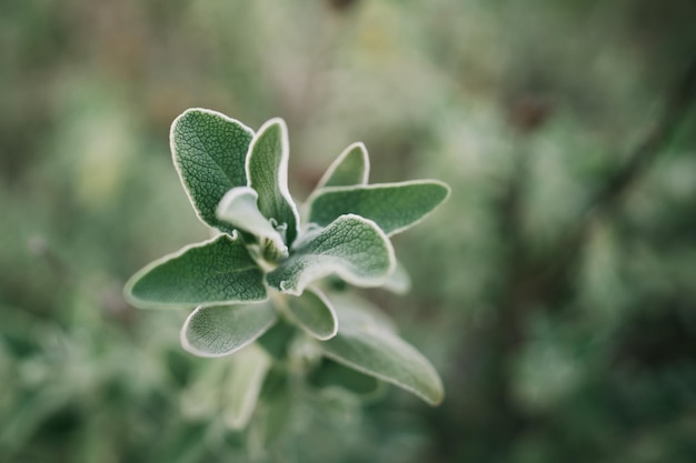 Close-up van een bloeiende plant