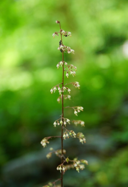 Foto close-up van een bloeiende plant