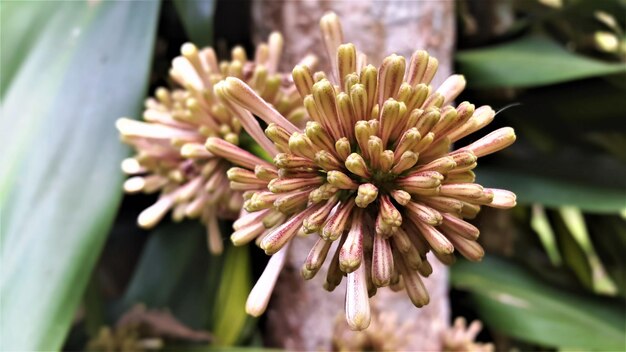 Foto close-up van een bloeiende plant