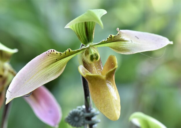 Foto close-up van een bloeiende plant