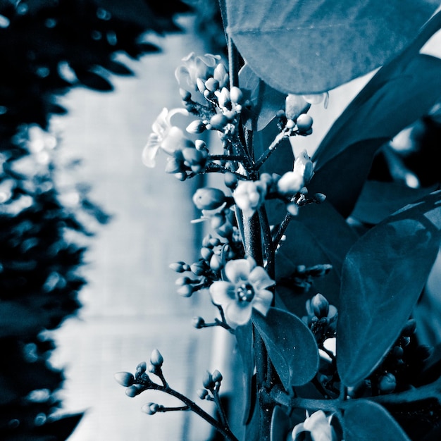 Foto close-up van een bloeiende plant