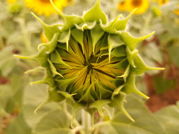 Close-up van een bloeiende plant