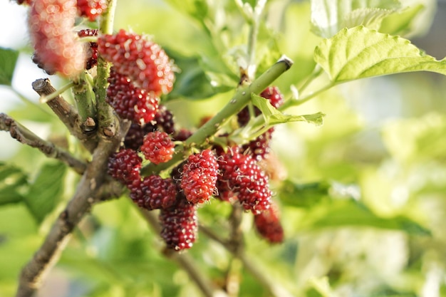 Close-up van een bloeiende plant