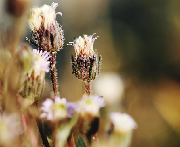 Foto close-up van een bloeiende plant