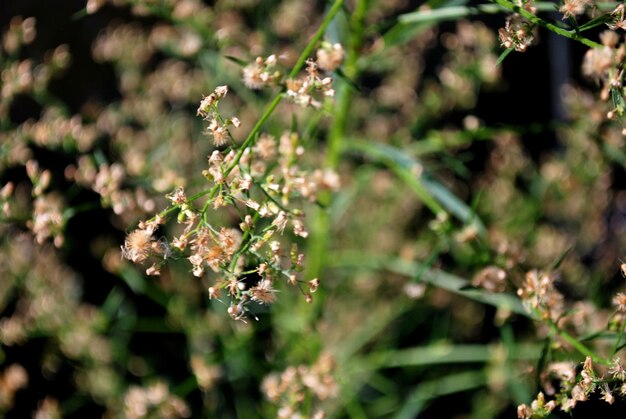 Foto close-up van een bloeiende plant