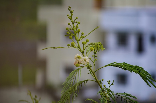 Foto close-up van een bloeiende plant