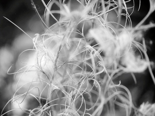 Close-up van een bloeiende plant