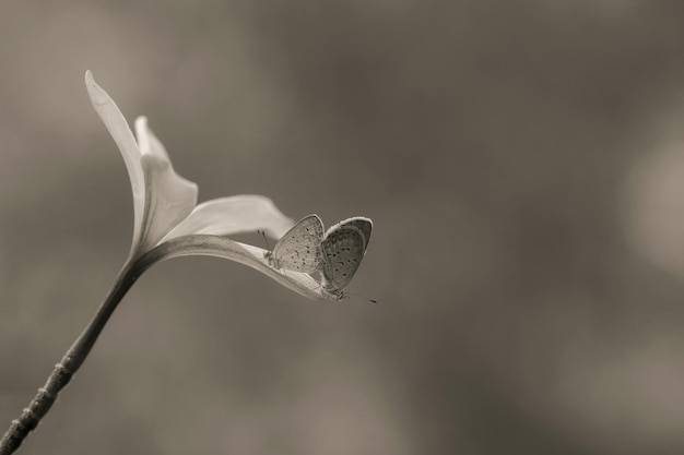 Foto close-up van een bloeiende plant