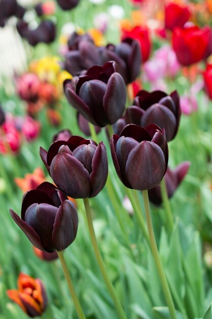 Foto close-up van een bloeiende plant