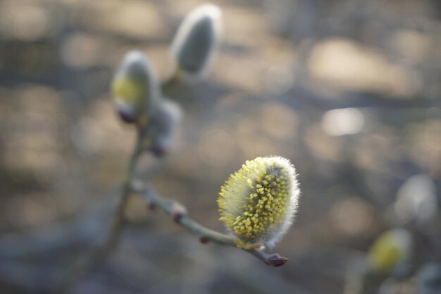 Foto close-up van een bloeiende plant