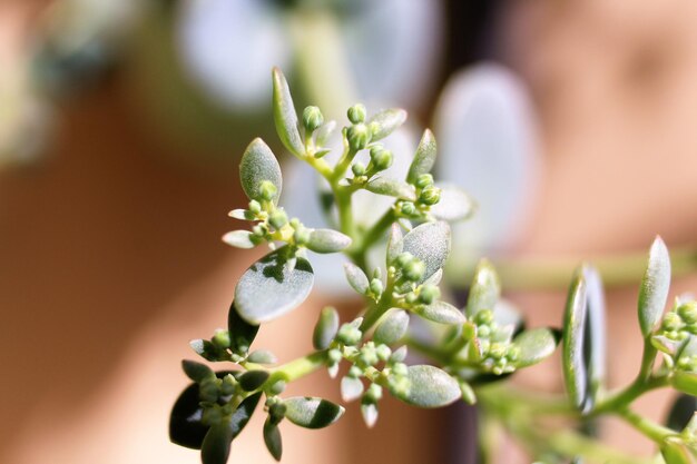 Close-up van een bloeiende plant