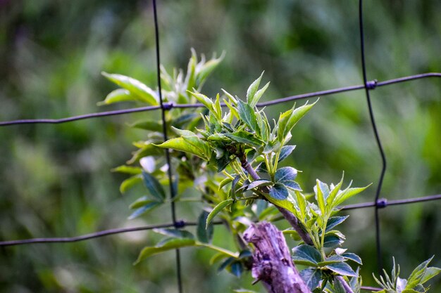 Foto close-up van een bloeiende plant