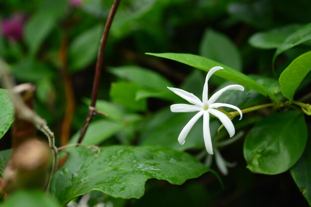 Close-up van een bloeiende plant