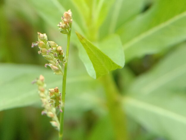 Close-up van een bloeiende plant